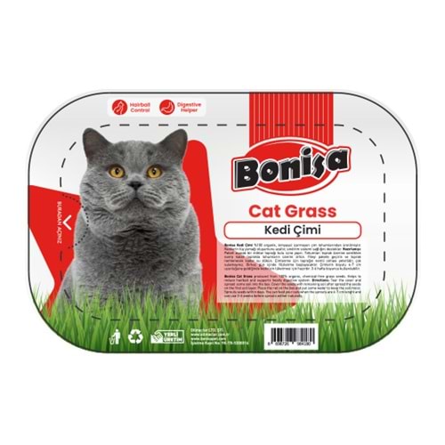BONİSA KEDİ ÇİMİ ( CAT GRASS )